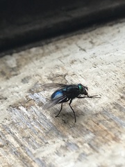 Sarconesiopsis magellanica