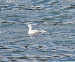 Larus glaucescens × hyperboreus