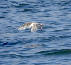 Larus glaucescens × hyperboreus