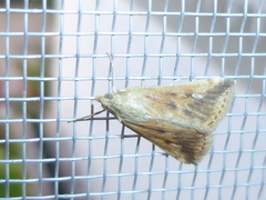 Lepidoptera