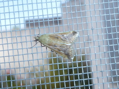 Lepidoptera