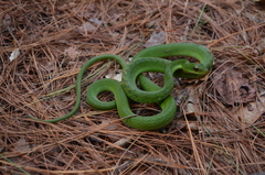 Drymobius chloroticus