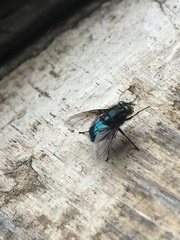 Sarconesiopsis magellanica