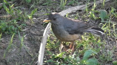 Turdus olivaceus olivaceus