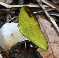 Eurema simulatrix tecmessa