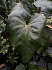 Anthurium nymphaeifolium