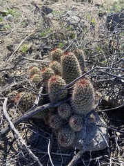 Mammillaria hutchisoniana hutchisoniana