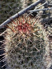 Mammillaria hutchisoniana hutchisoniana