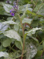 Pulmonaria saccharata