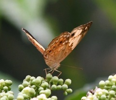 Cupha erymanthis lotis