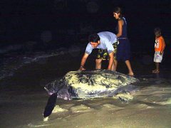 Dermochelys coriacea