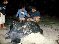 Dermochelys coriacea