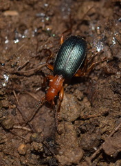Brachinus crepitans