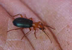 Brachinus crepitans
