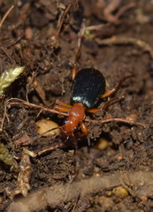 Brachinus crepitans