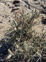 Cylindropuntia tesajo