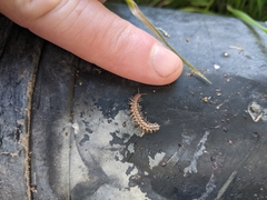Macrosternodesmidae
