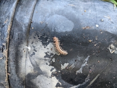 Macrosternodesmidae
