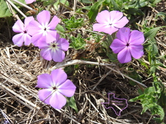Phlox glabriflora