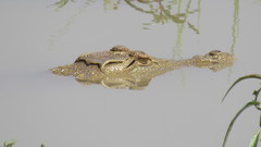 Crocodylus niloticus africanus