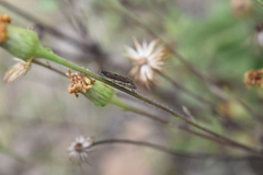Homalodisca elongata