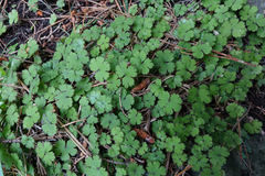 Hydrocotyle elongata