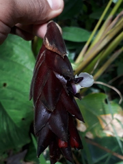 Calathea erythrolepis