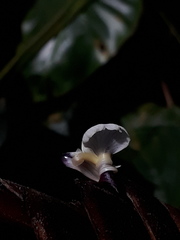 Calathea erythrolepis