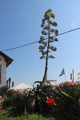 Agave americana
