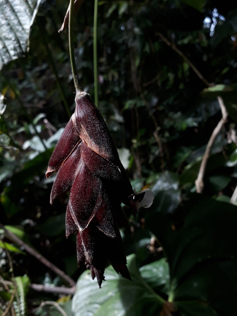 Calathea erythrolepis