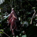 Calathea erythrolepis - Photo (c) Giovanny Stiven Castro, some rights reserved (CC BY-NC), uploaded by Giovanny Stiven Castro