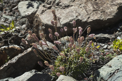 Silene turgida