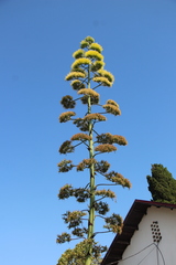 Agave americana