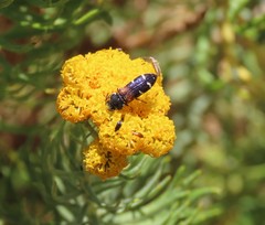 Acmaeodera trifasciata