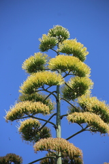Agave americana