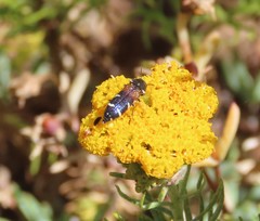 Acmaeodera trifasciata