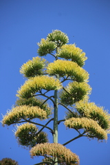 Agave americana