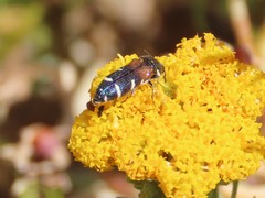 Acmaeodera trifasciata
