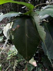 Calathea erythrolepis