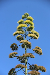 Agave americana