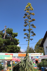 Agave americana