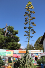 Agave americana