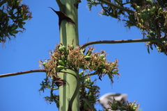 Agave americana