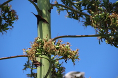 Agave americana