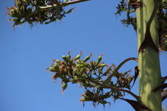Agave americana