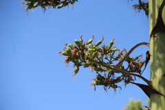 Agave americana