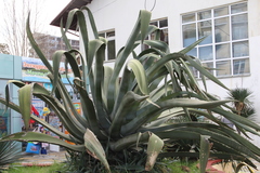 Agave americana