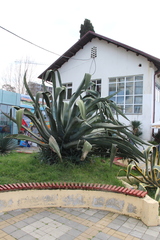 Agave americana