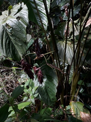 Calathea erythrolepis