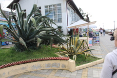 Agave americana